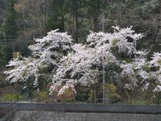 桜が満開です