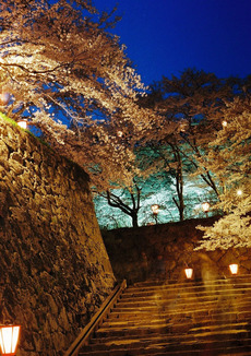 湯原発「さくらバス」で行く鶴山公園の夜桜見物がお勧め♪