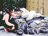 下湯原温泉「ひまわり館」