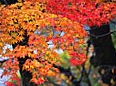 岡山県紅葉みどころ情報！