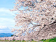 花見じゃ花見じゃ（桜の花見）