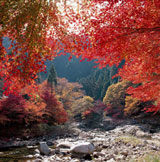 県立森林公園