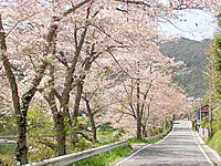 旭川ダム桜並木