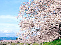 旭川「桜並木」